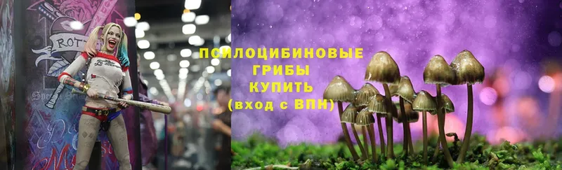 Псилоцибиновые грибы Cubensis  Ковров 